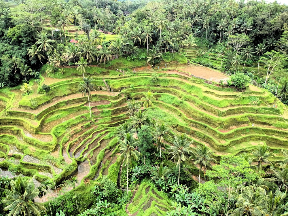 rizières en terrasses vertes