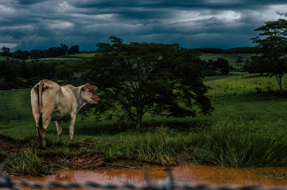 brown cow on grass field near tree