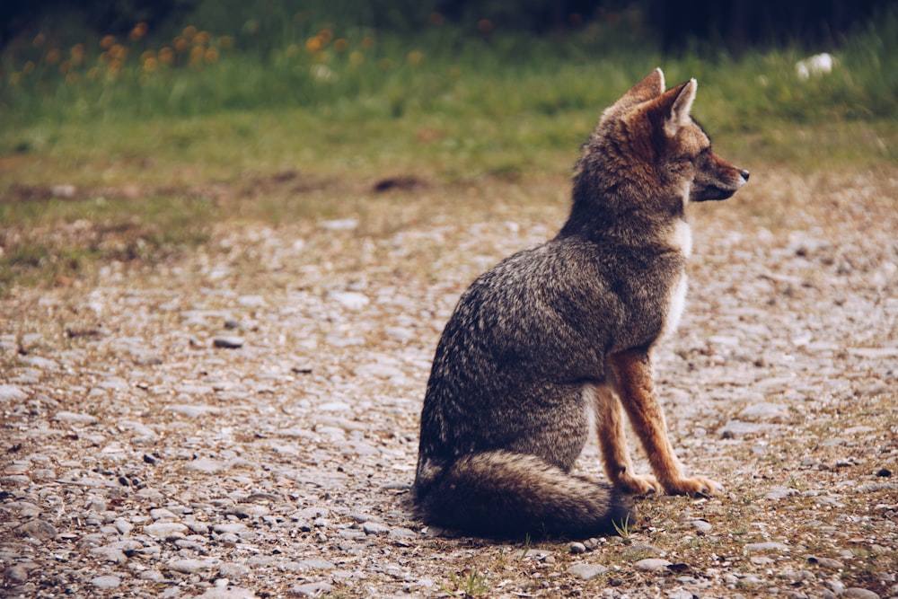 fox sitting on ground