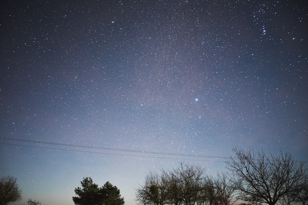 árvores verdes sob estrelas no céu durante a noite