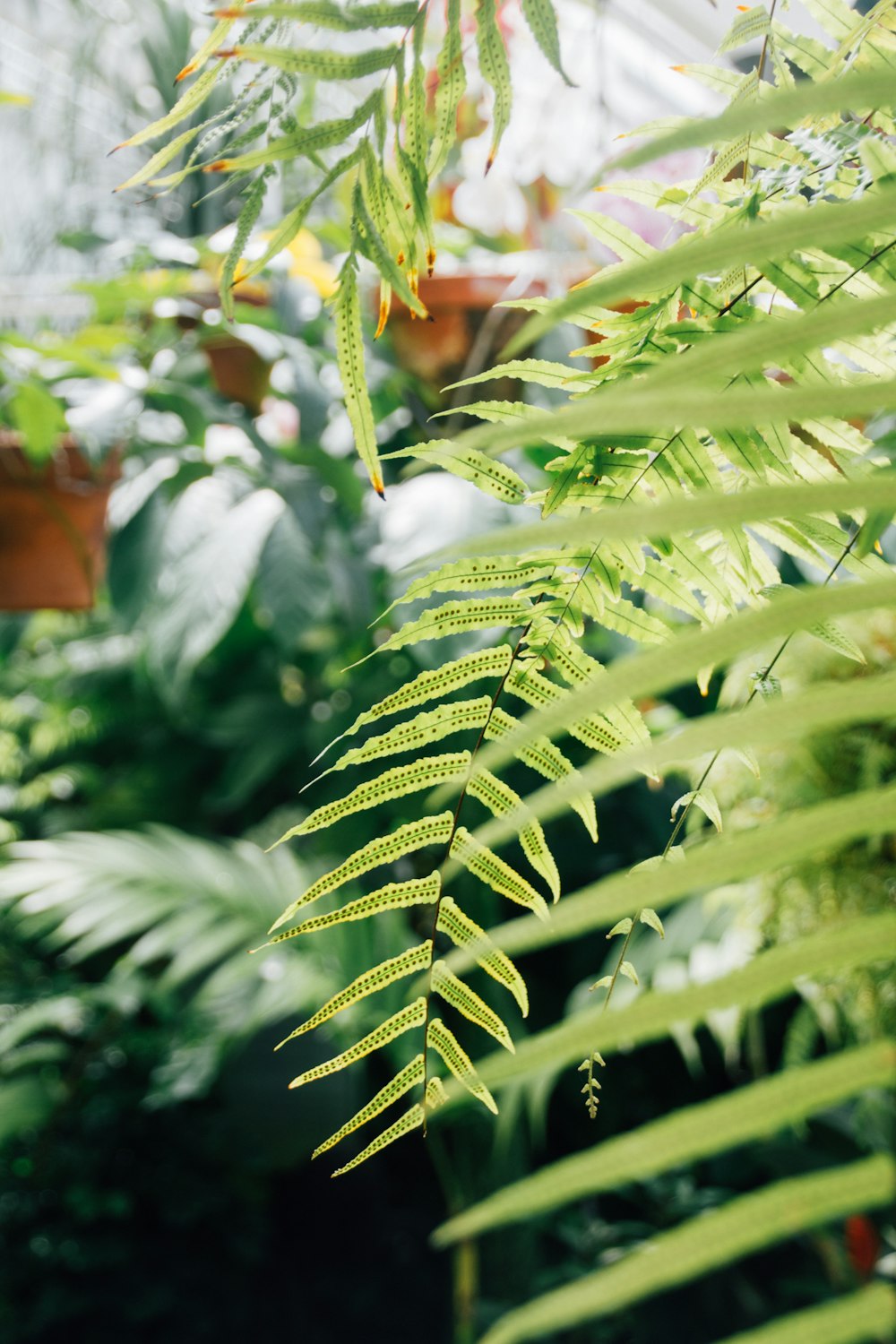 shallow focus photography of green plant