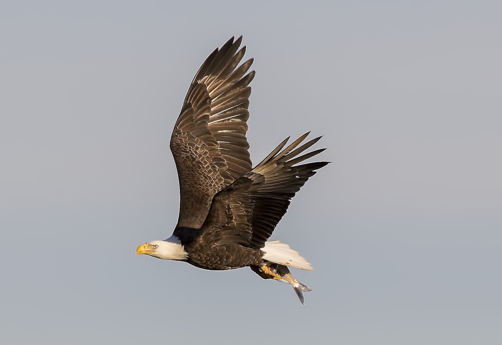 aquila calva che vola