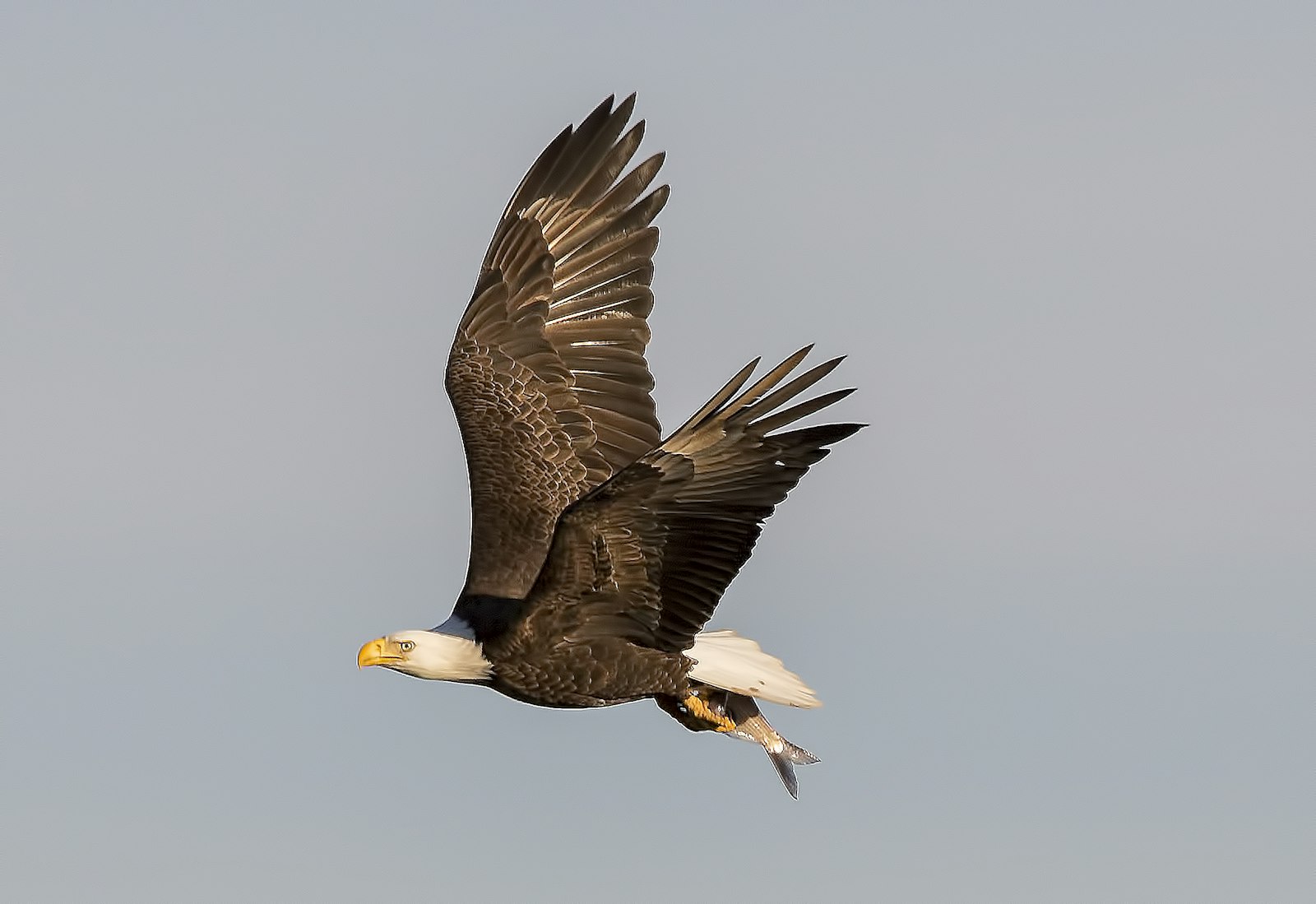 Sigma 150-600mm F5-6.3 DG OS HSM | C sample photo. Bald eagle flying photography
