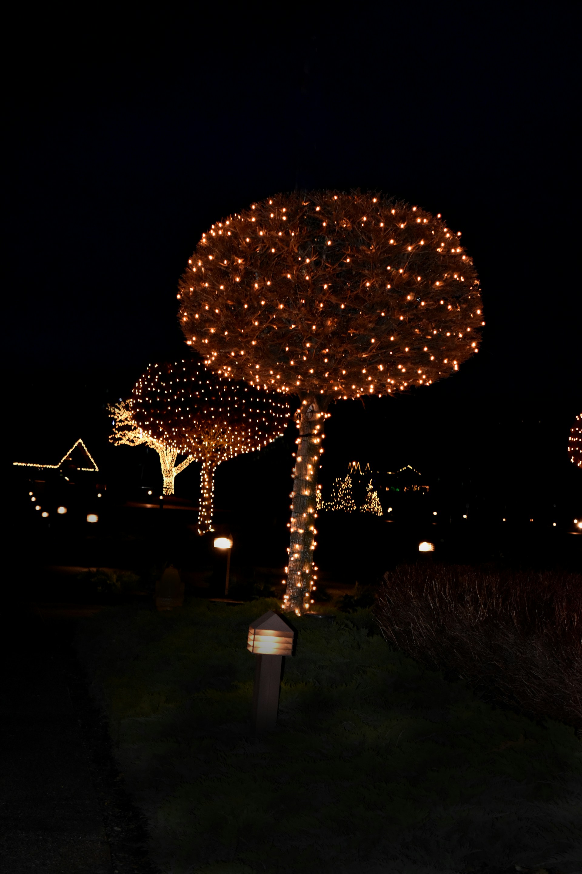 A nighttime scene featuring trees adorned with numerous small, warm-colored lights. The lights are wrapped around the trunks and branches, creating a festive and illuminated appearance. The surroundings are dark, highlighting the brightness of the lights. Smaller lights are visible in the background, suggesting a holiday or decorative setup.