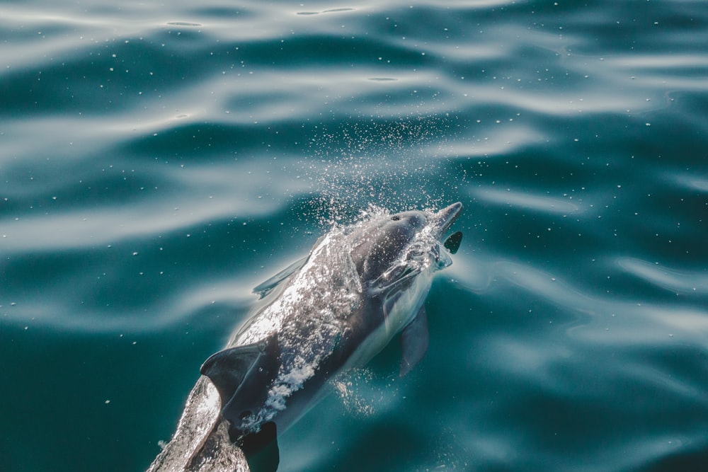 dolphin swimming on sea
