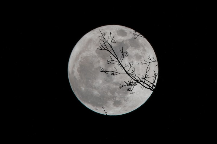  a tree branch silhouetted against a full moon