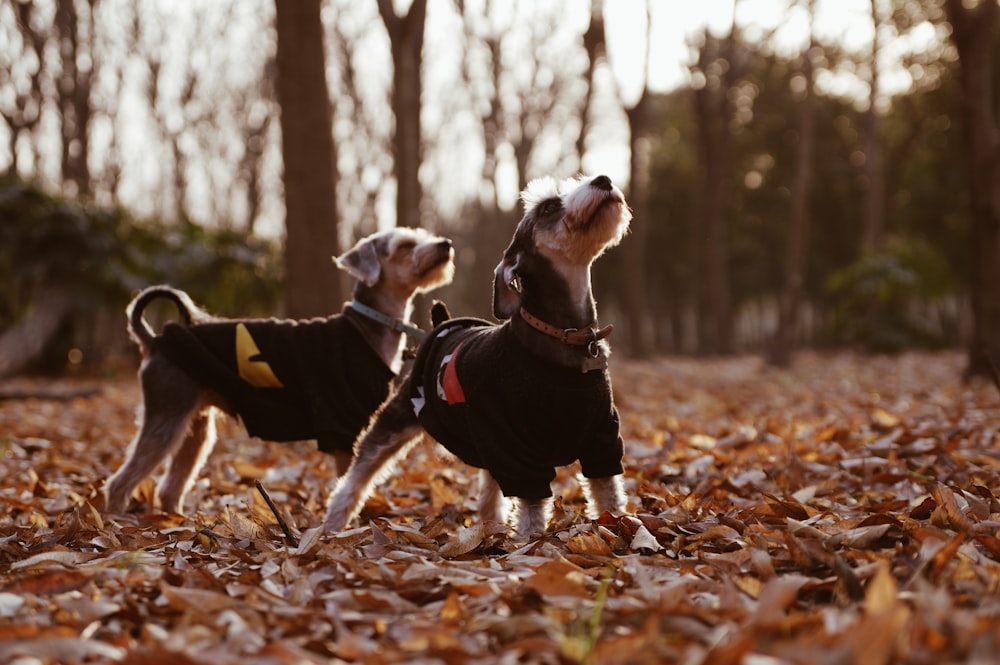 Photographie sélective de deux chiens noirs à poil court