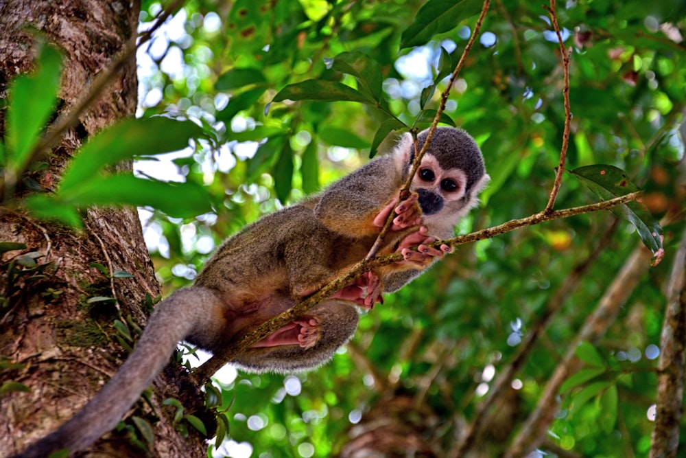 gray monkey resting on tree branch