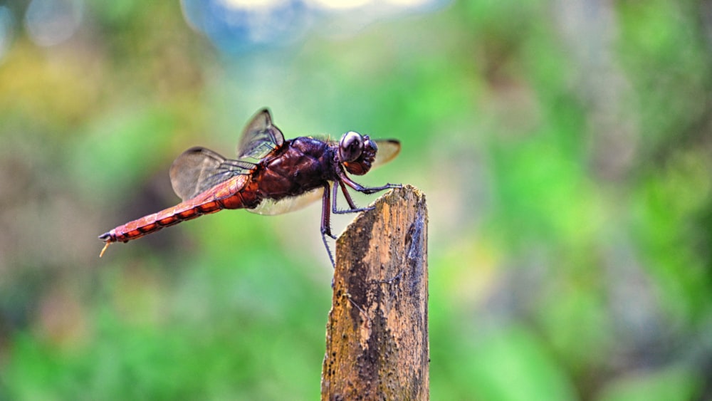 red and black dragonfly on brown tree trunk