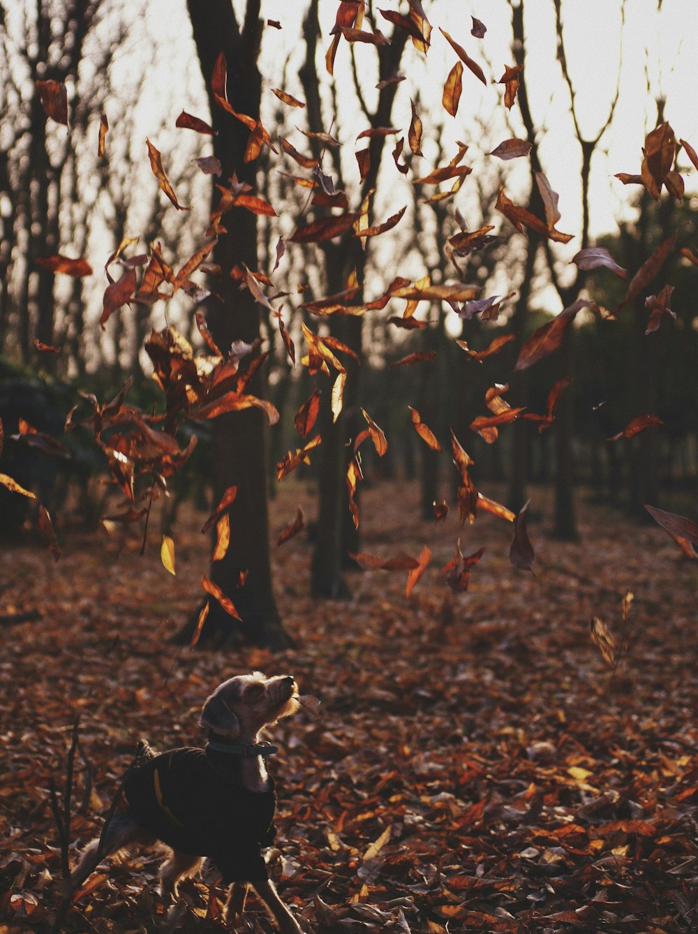 dog playing with leaves