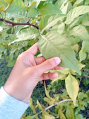 Hands holding vibrant green leaves against a soft background.