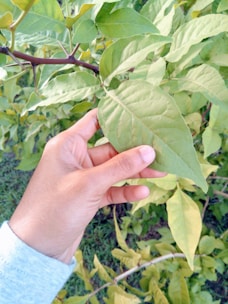 Hands holding a green leaf over eco-friendly personal care products.