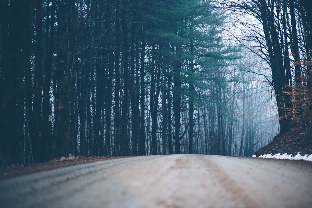 strada sterrata vuota tra alberi dalle foglie verdi durante il giorno