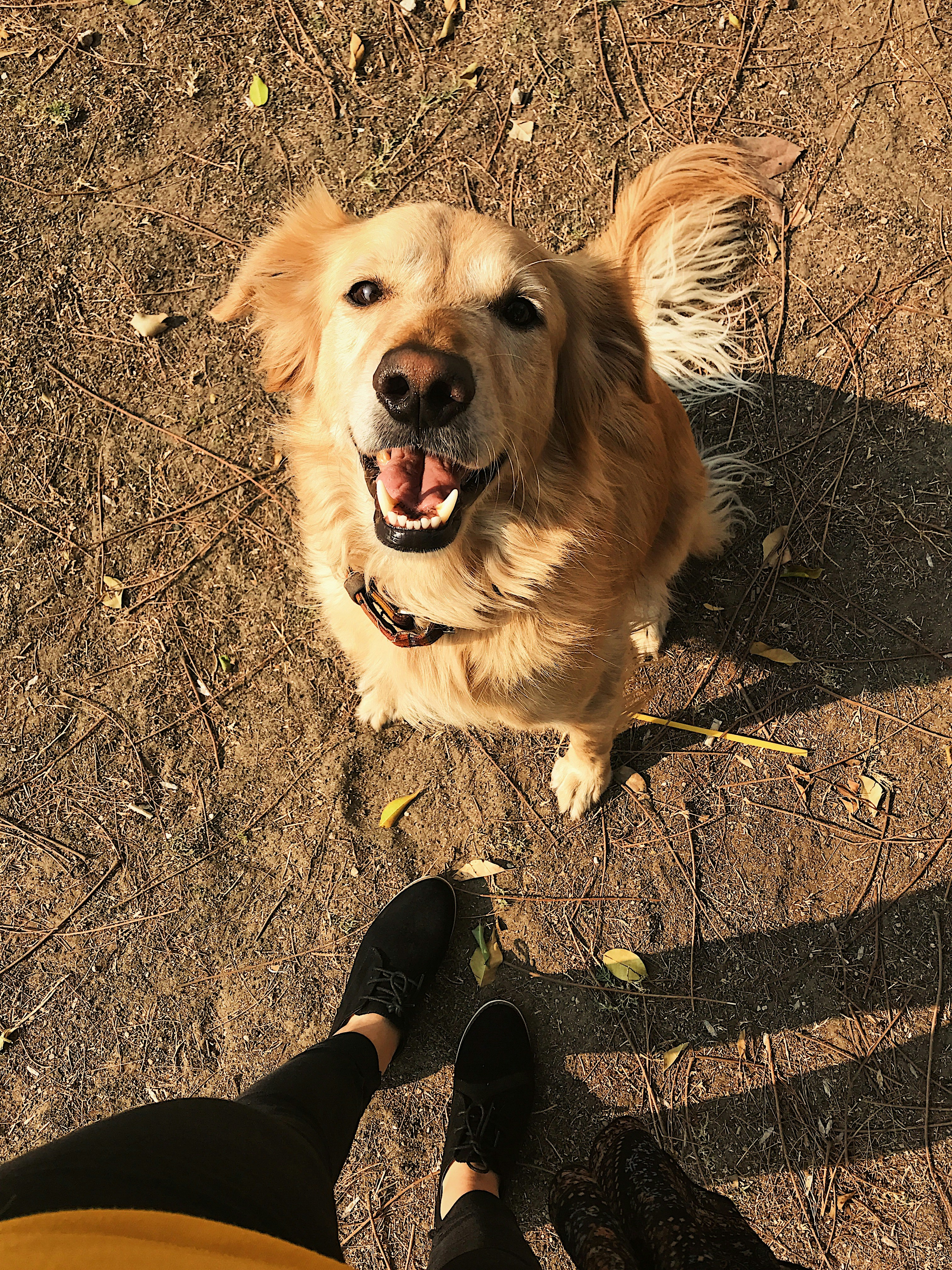 Golden retriever in bright airy environment, natural light, open well-lit setting