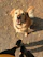 A joyful golden retriever posing outdoors with a bright smile during a pet photography session.