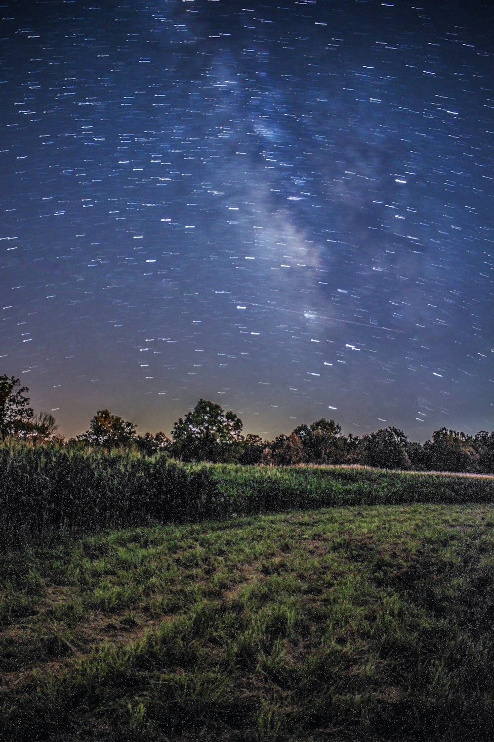 trees and grasses during night time