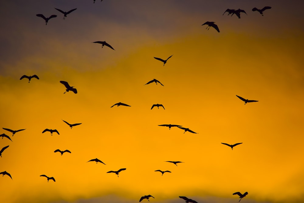 Foto da silhueta dos pássaros voadores