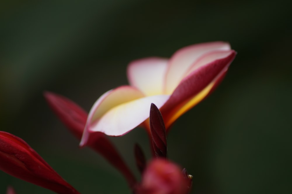 selective focus photography of red flower