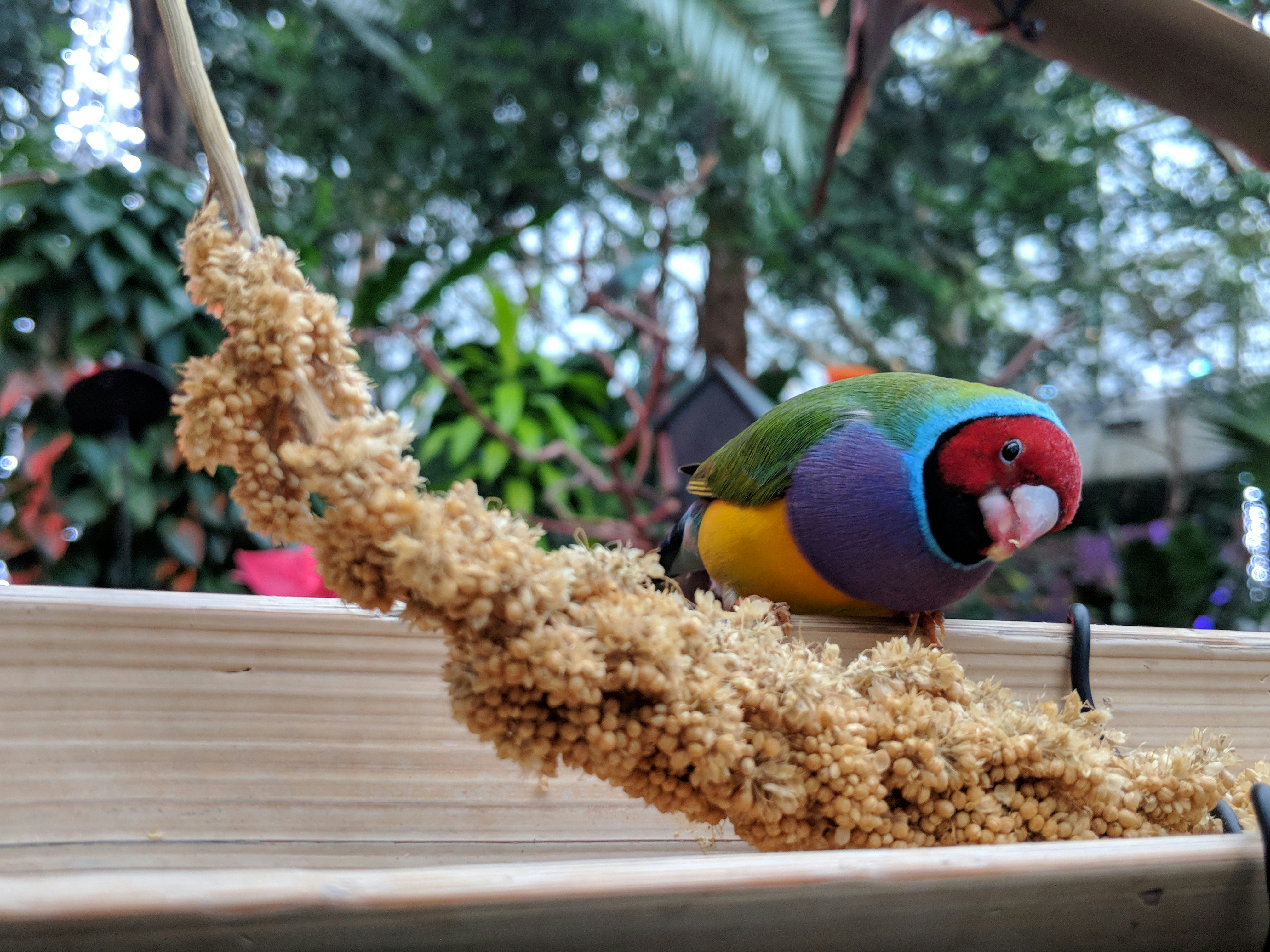 Herbal Bird Food