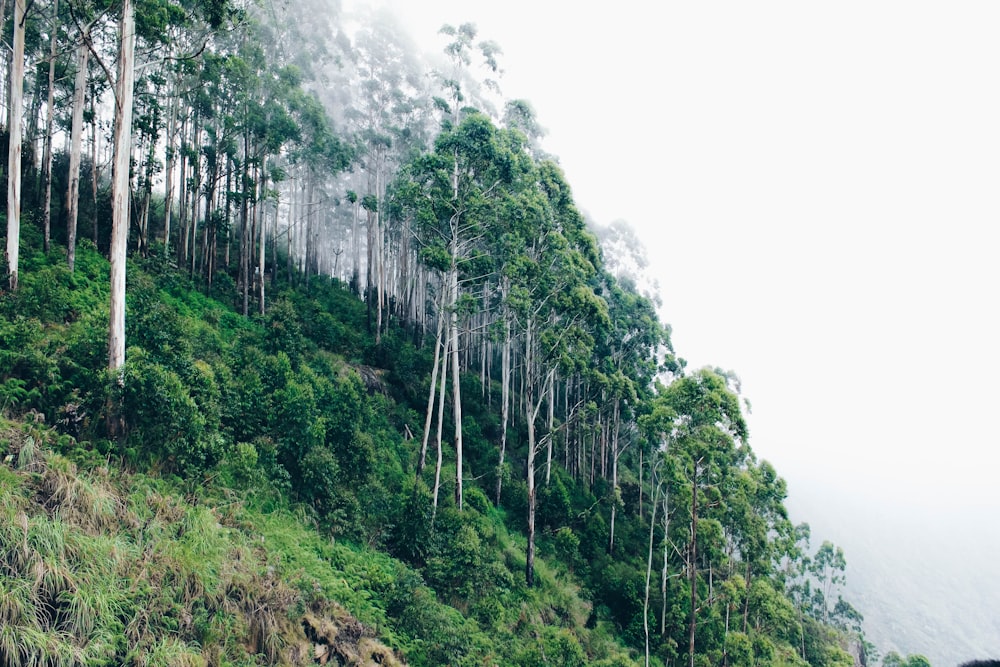 foggy mountain with tall green trees