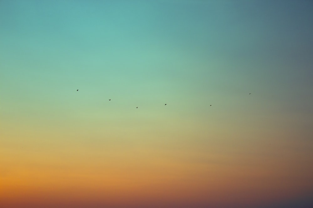 black birds flying under green and orange sky