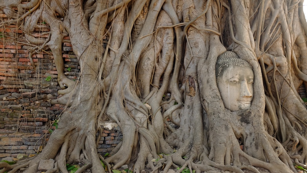 photo de Gautama Bouddha couvert d’arbres