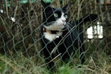A black and white cat with a collar stands behind a wire fence, surrounded by tall grass and plants. The cat appears attentive and is looking to the side with bright eyes.