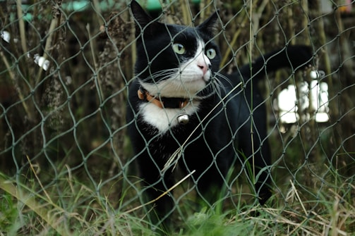 A black and white cat with a collar stands behind a wire fence, surrounded by tall grass and plants. The cat appears attentive and is looking to the side with bright eyes.