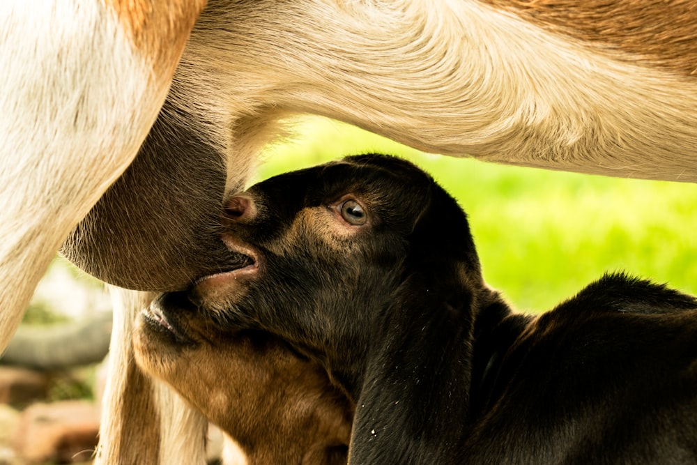 closeup photo of black goat drinking mother's milk