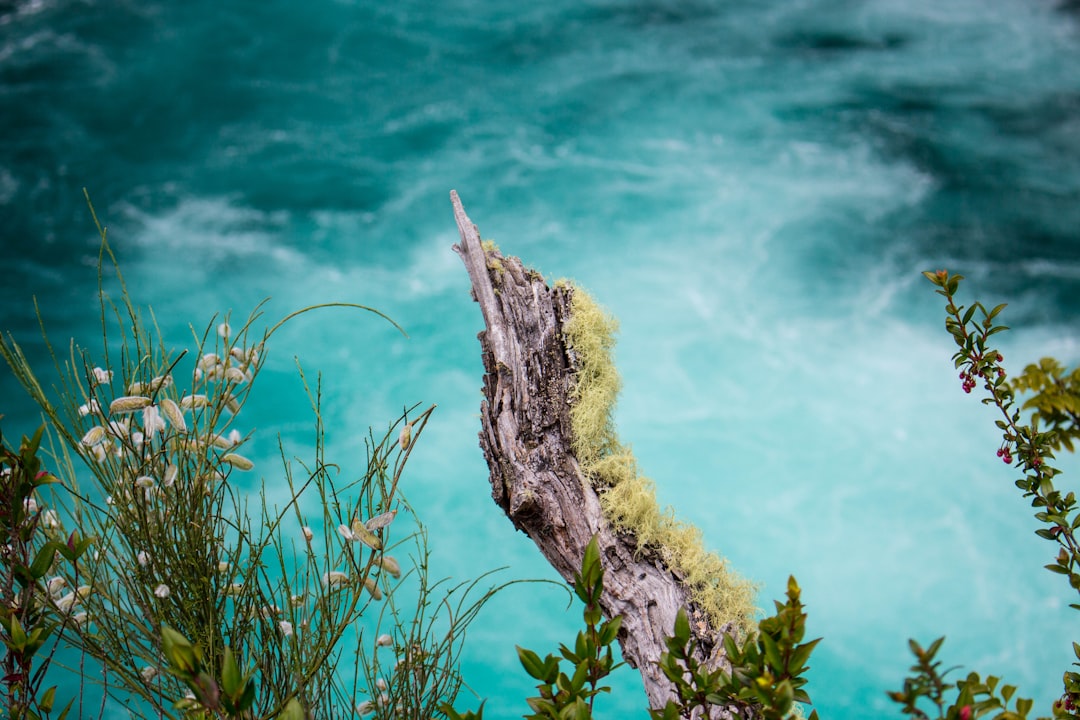 travelers stories about Underwater in Vicente PÃ©rez Rosales National Park, Chile