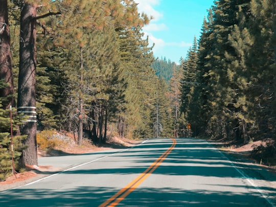 road with pine trees during daytime in South Lake Tahoe United States