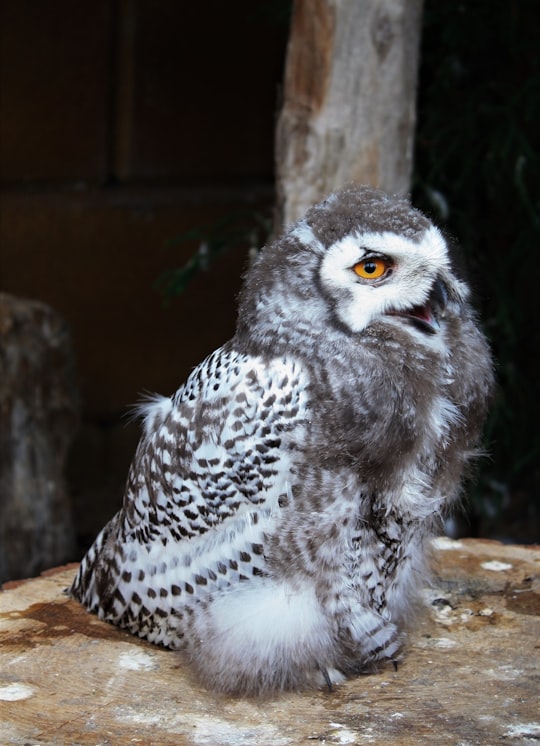 photo of Rhenen Wildlife near Hoge Veluwe National Park