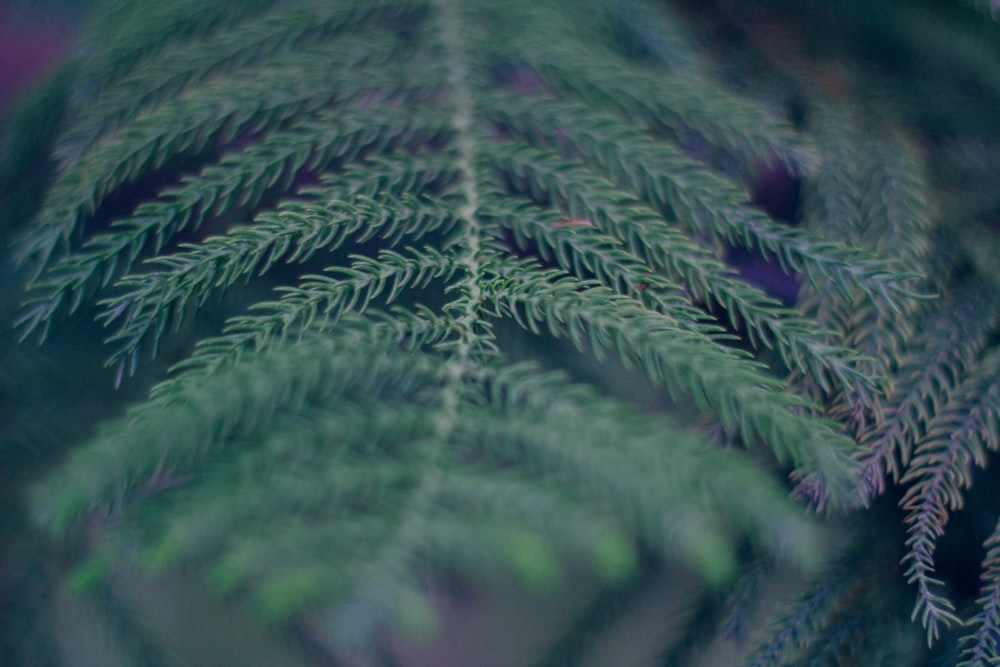 close-up photography of green pine plant