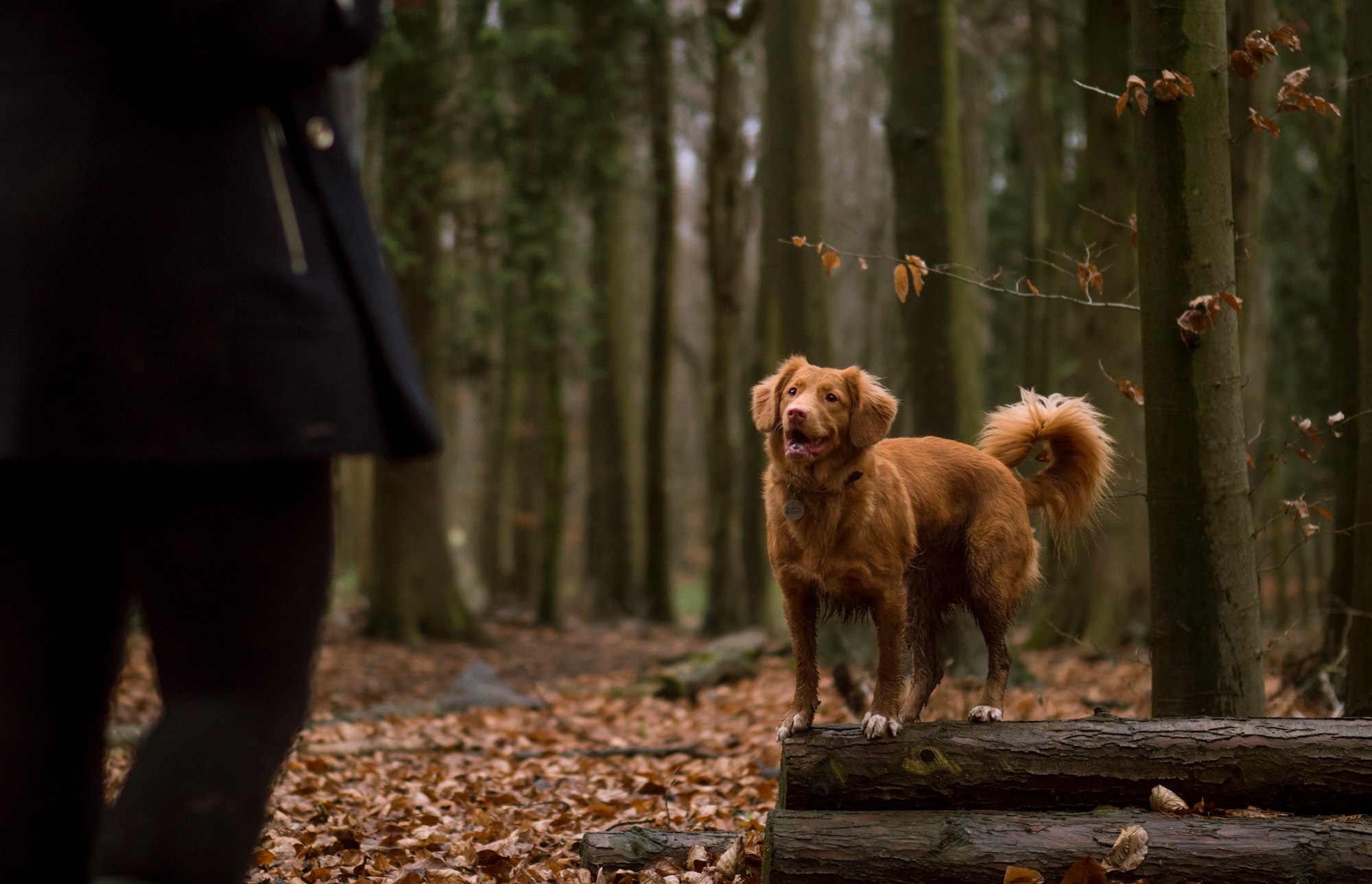 brown dog on tree log