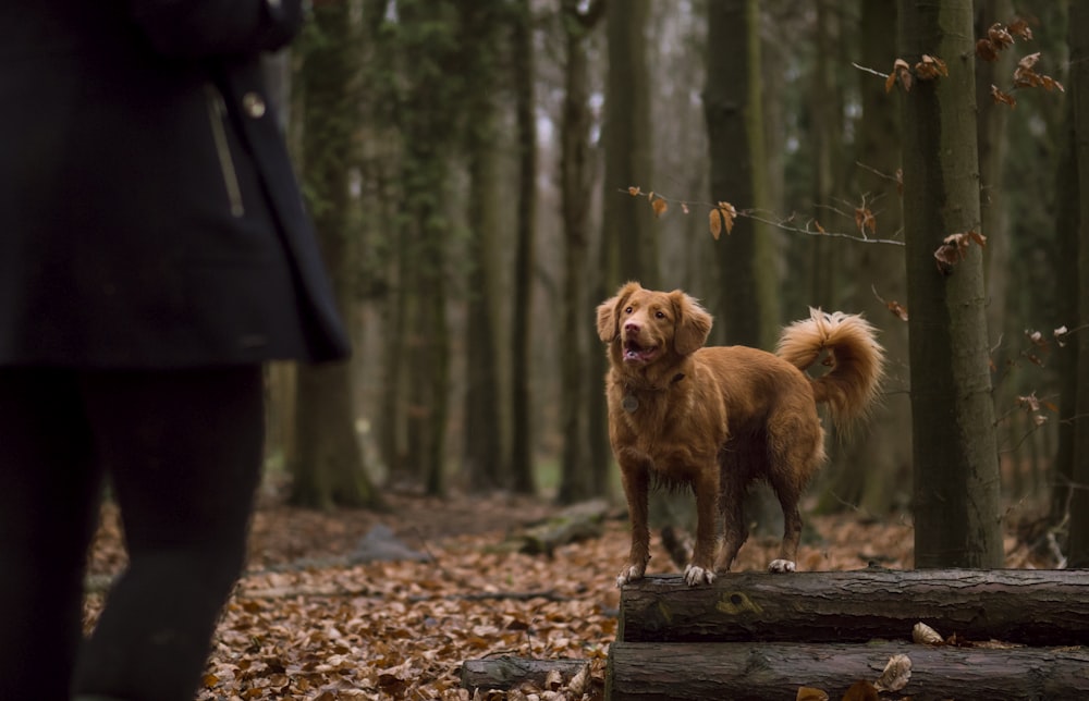 chien brun sur bûche d’arbre