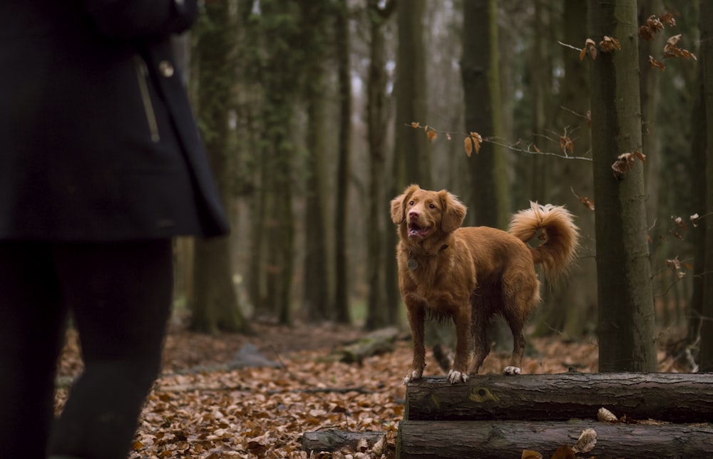 Perro marrón en el tronco de un árbol