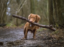 dogAdvisor | dogadvisor | dog advisor |dogAdvisor.dog