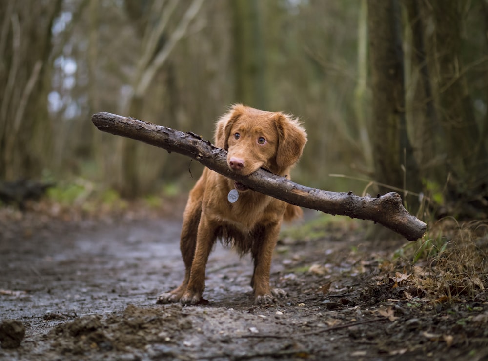 道路で茶色の木を噛む犬