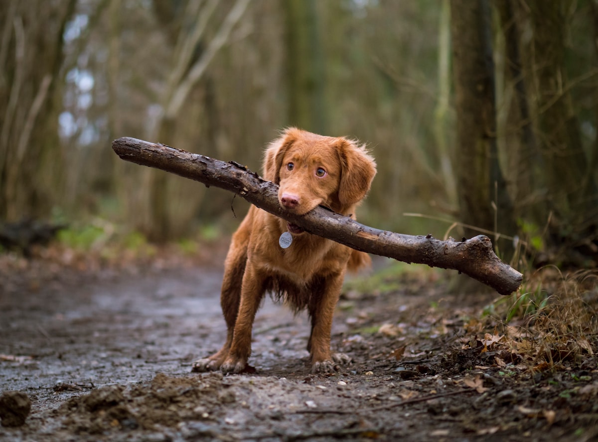 Dogs Can Talk, and Here's How You Can Teach Yours