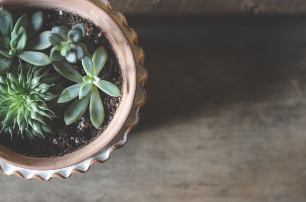 succulent plants in clay pot