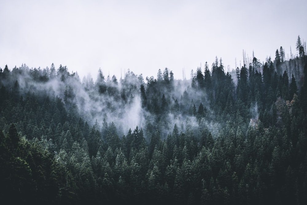 photo of green pine trees with fogs