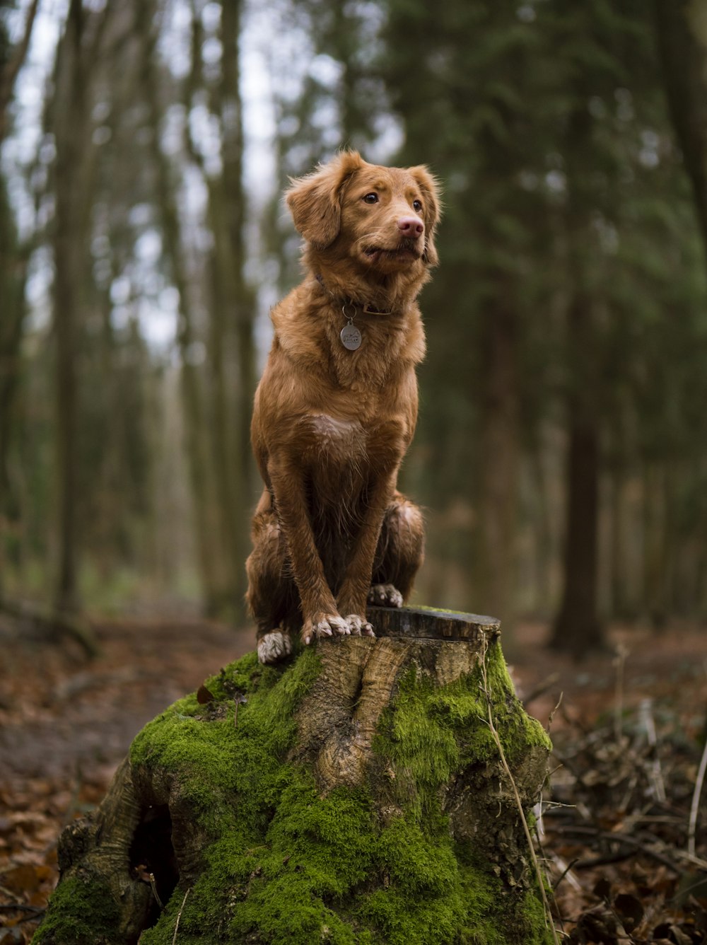 golden retriever on wood stump