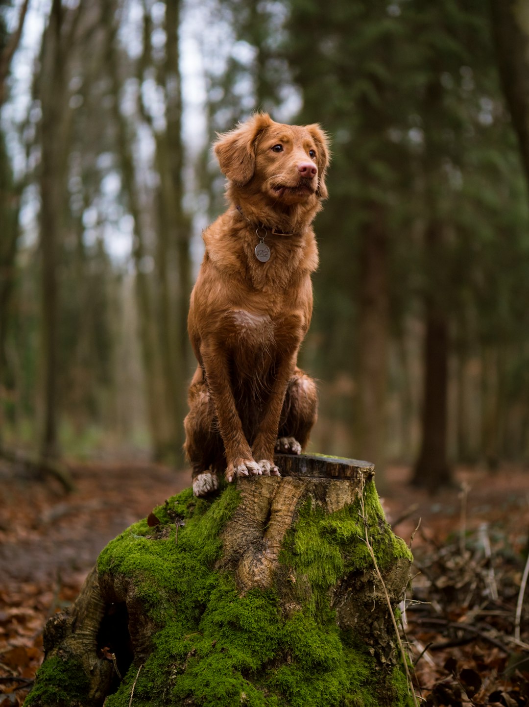 golden retriever on wood stump