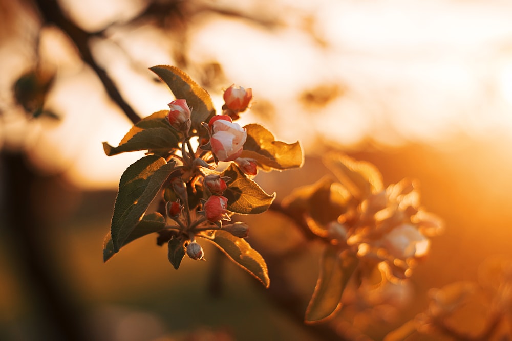 closeup photography of flower at golden hour