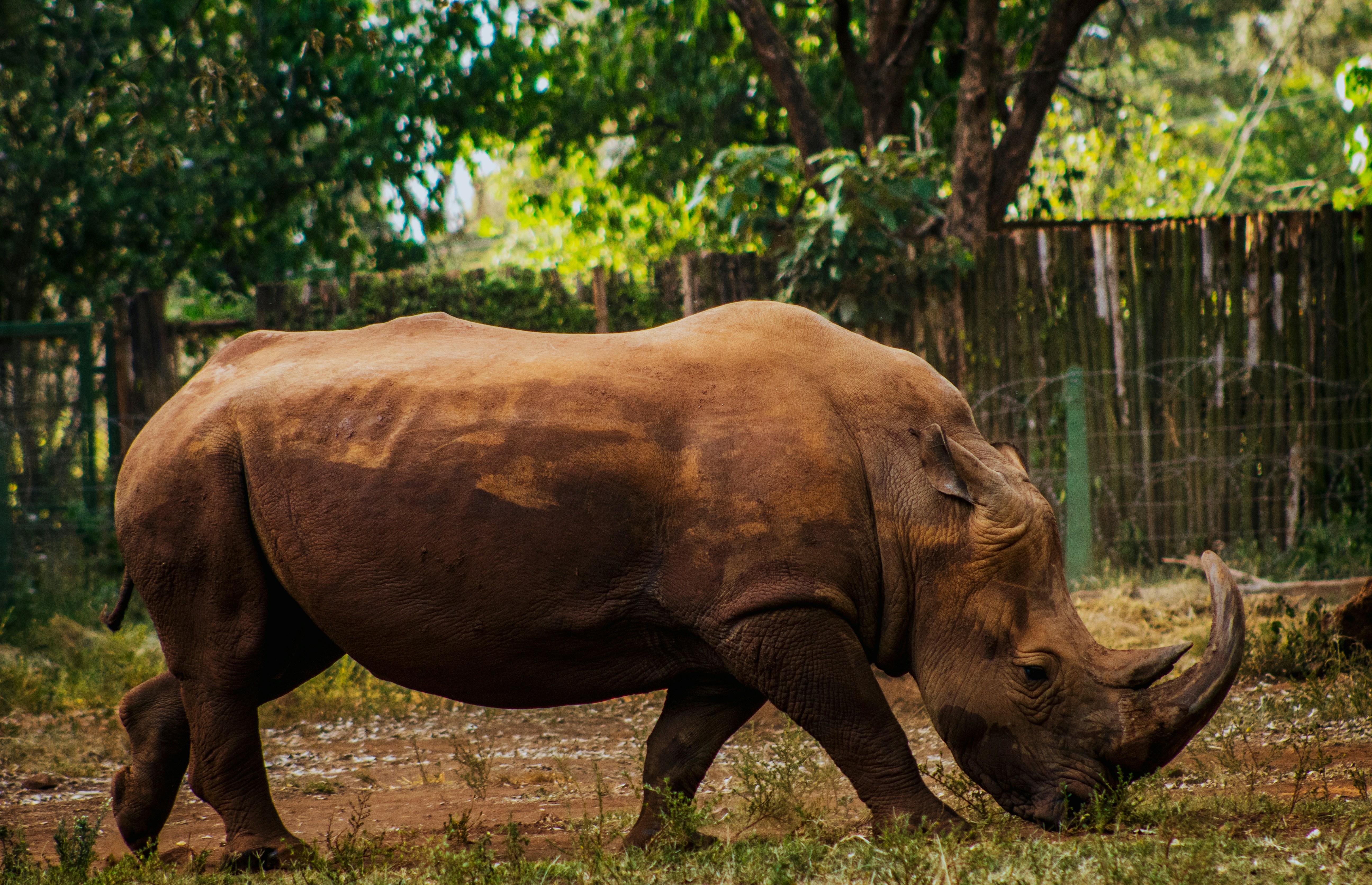 brown mammal on backyard, Safari Walk in Nairobi Kenya