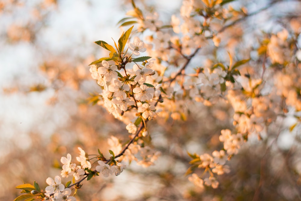 Fotografia de lente tilt shift de flores brancas durante o dia