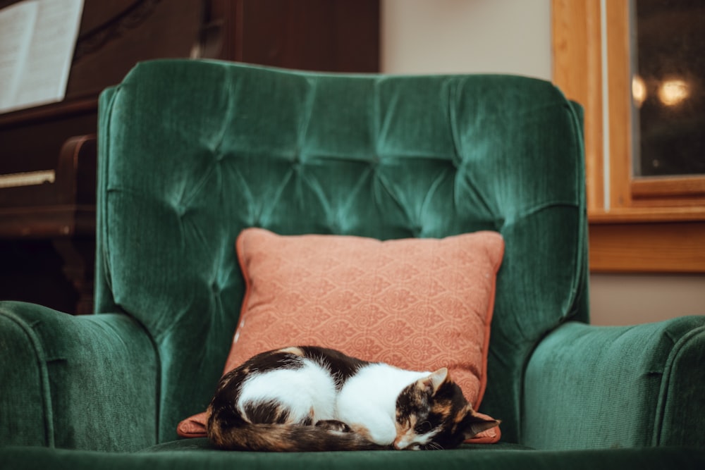 chat calicot sur le dessus d’un fauteuil capitonné vert