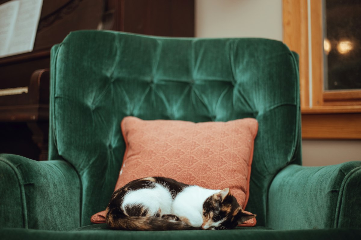 Old calico cat resting on a green armchair - signs a senior cat needs a lower litter box