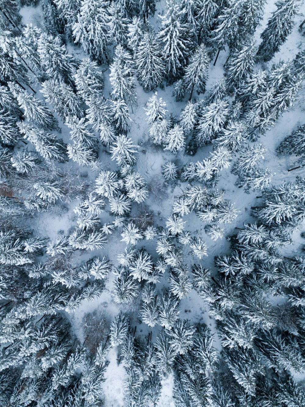Fotografía aérea de árboles