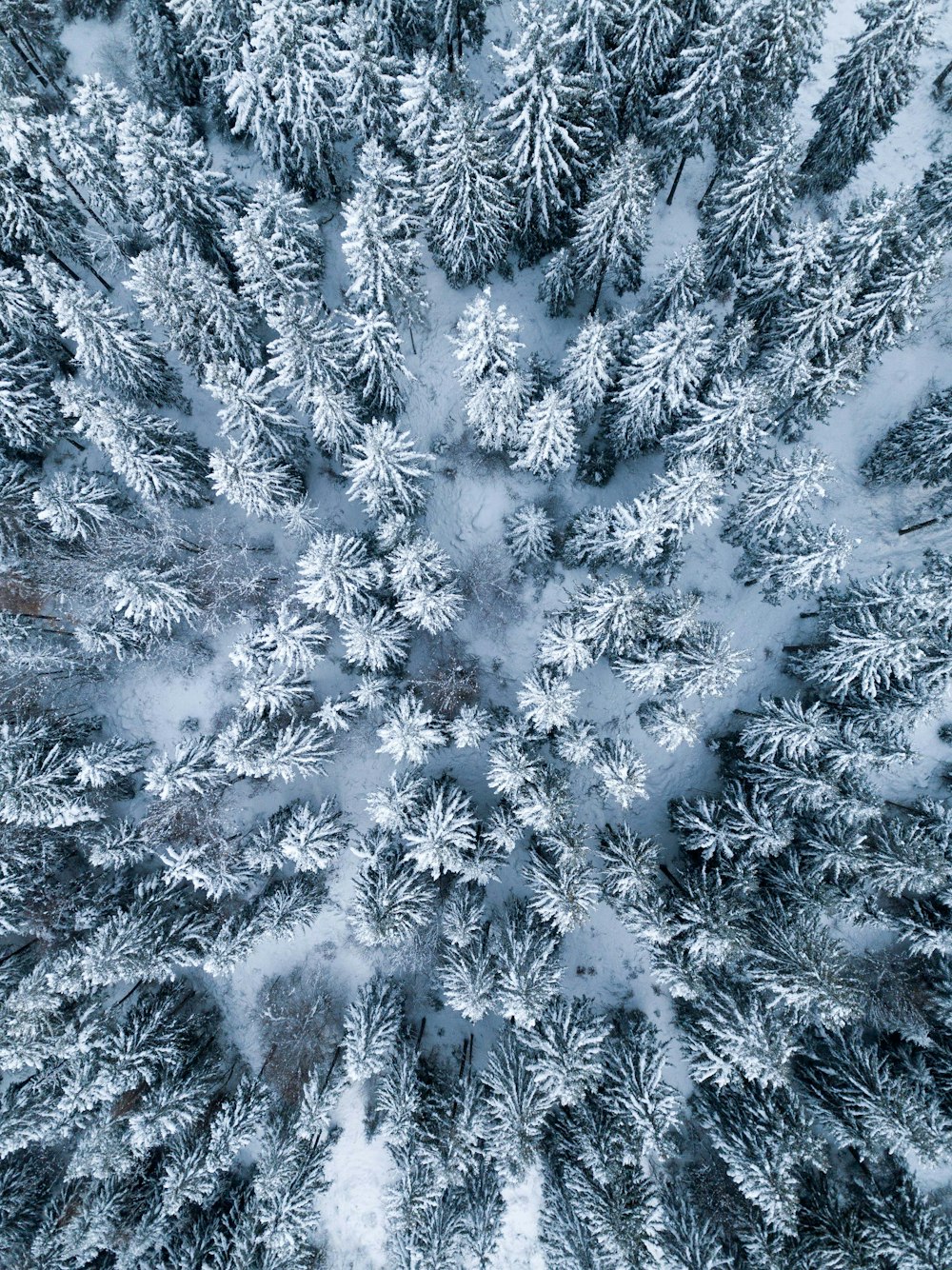 Photographie aérienne d’arbres